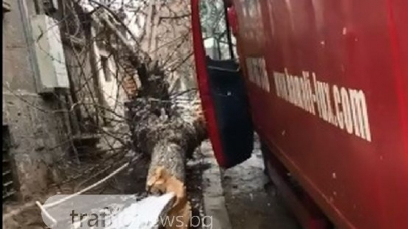 Дърво се стовари върху кола на пъпа на Пловдив, по чудо се размина без жертви (ВИДЕО)