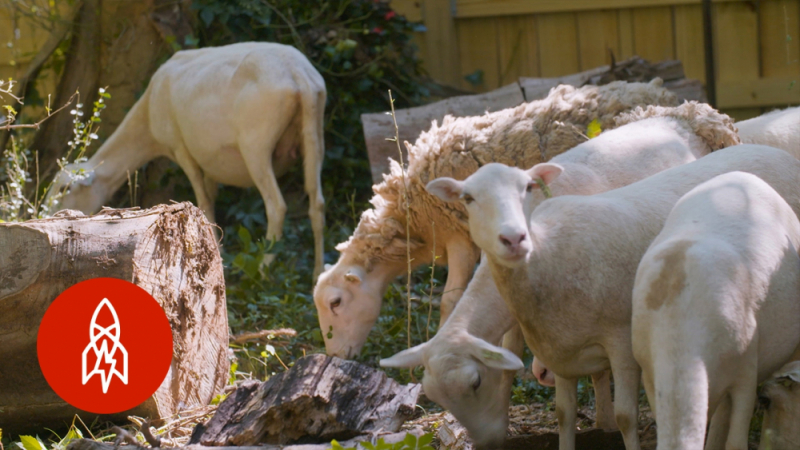 Румънски овце поставиха под заплаха американската система за ПРО 