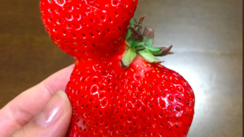 Уникална ягода предизвика небивал интерес в мрежата (СНИМКИ)