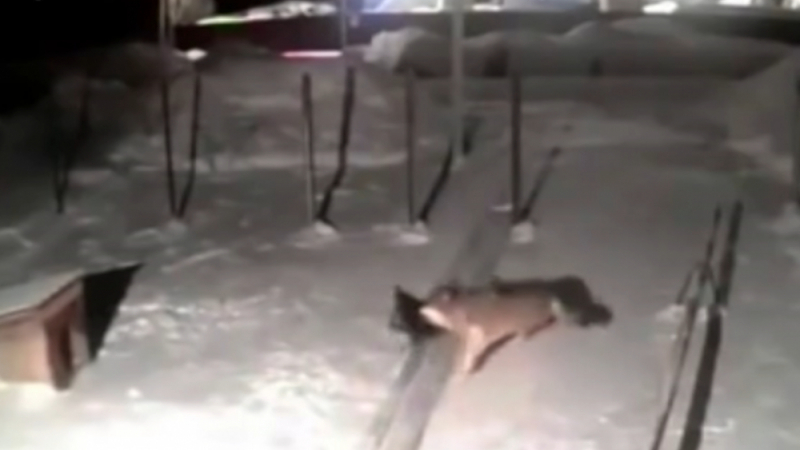 В Коми гладни вълци нападат добитък и хора (СНИМКИ/ВИДЕО) 