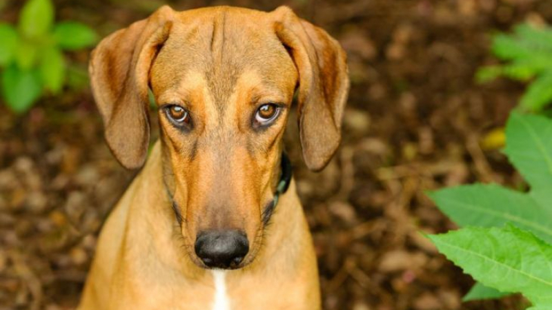 Кучетата от тази порода откриват рак в 97% от случаите