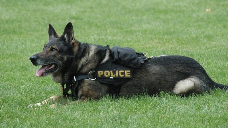 Американец и полицейско куче се хапаха взаимно по време на арест 
