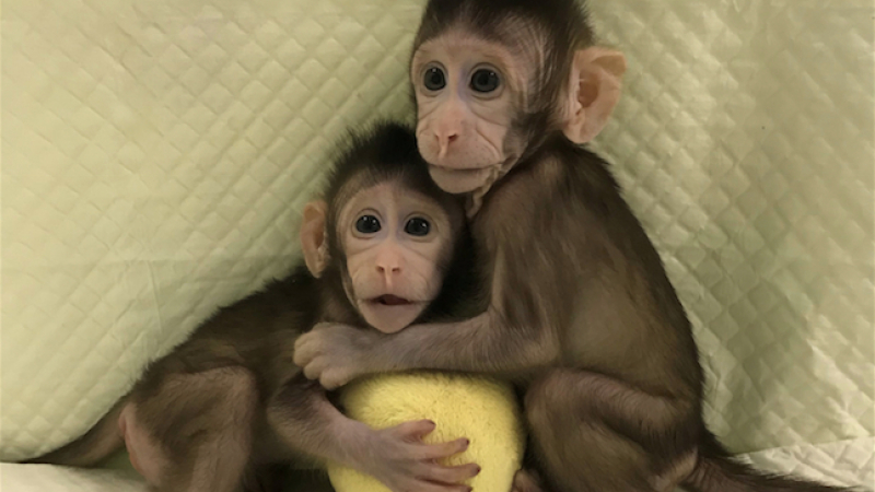 Невероятно! Ето ги първите маймунки, клонирани на принципа на овцата Доли (СНИМКИ)