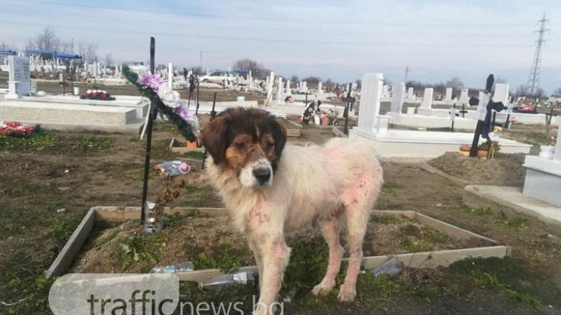 Реалност ли е това? Вижте какво прави това куче на гробищата в Пловдив (СНИМКИ)