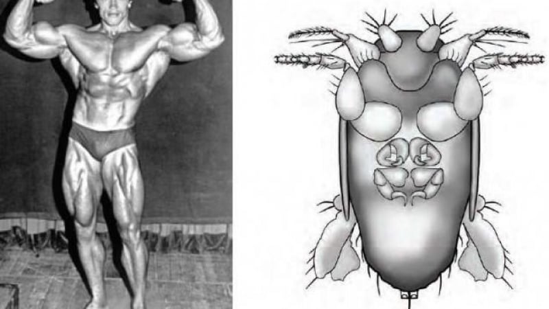 Странно, но факт! Кръстиха най-малката муха на Арнолд Шварценегер