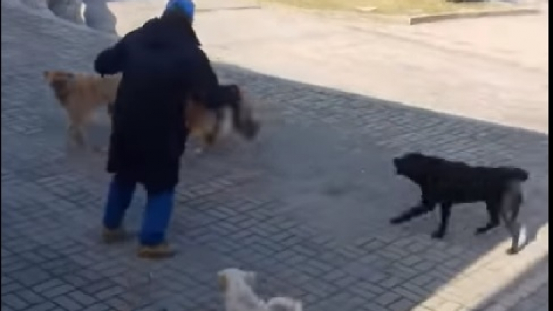 Глутница кучета нападна мъж насред Скопие (ВИДЕО)