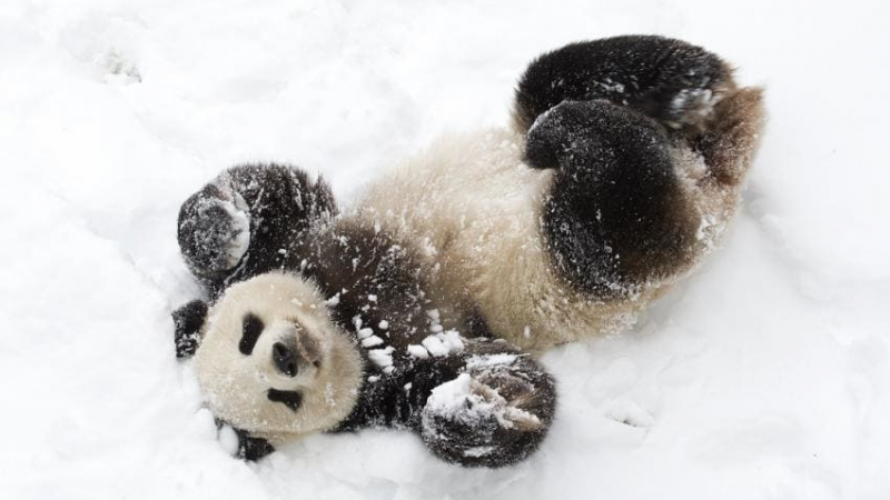 Китайските панди обезумяха от щастие, когато видяха снега (ВИДЕО)