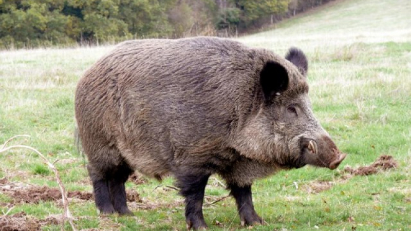 БАБХ и ИАГ въвеждат мерки за ограничаване на популация от диви прасета