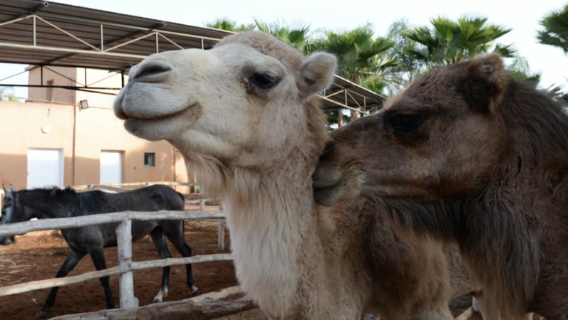 Трагедия в екопарк: Пиян мъж се опита да нахрани камила, но тя го потуши до смърт