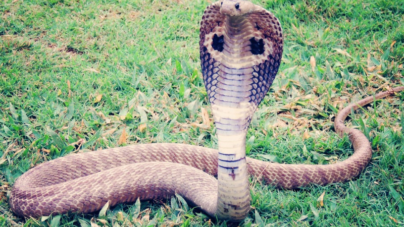 Битката на гигантска кобра с питон завърши със смъртта и на двете (СТРАХОВИТА СНИМКА 18+)