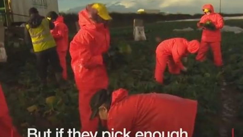 Шаш на Острова: Фермер нае британци вместо гурбетчии да берат зеленчуци заради Брекзит, те се издъниха още на първия ден (СНИМКИ/ВИДЕО)