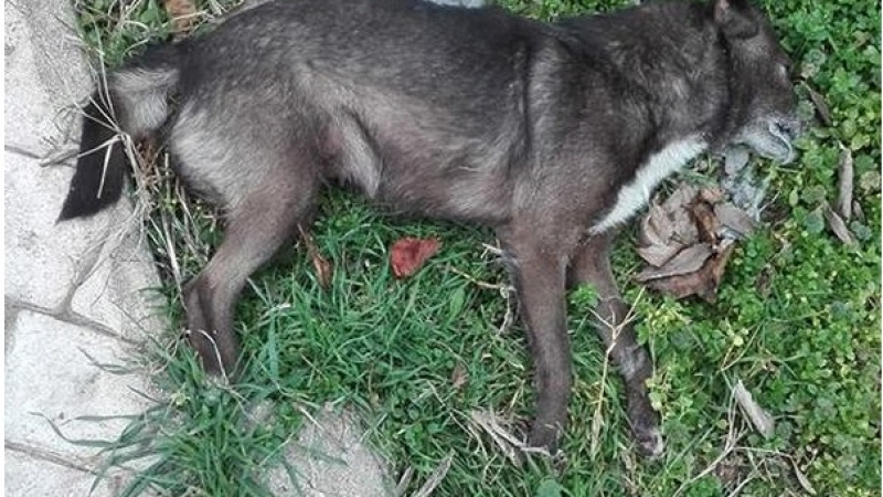 Бургаски квартал настръхна! Избиват кучетата им