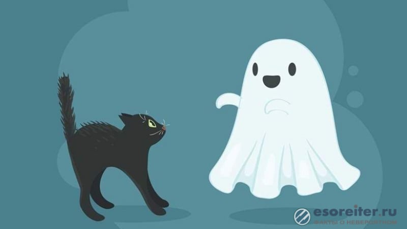 Загадка: Привидение гали котка (ВИДЕО) 