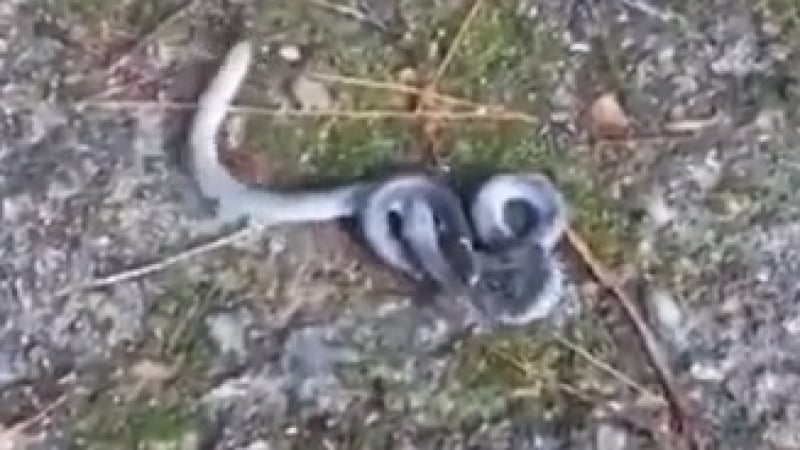 Втрещен мъж засне "битката на двете глави" на една змия (ВИДЕО)