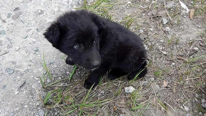 Кучетата на Чернобил: Издръжливи като хлебарки, но родени с проклятие (СНИМКИ)