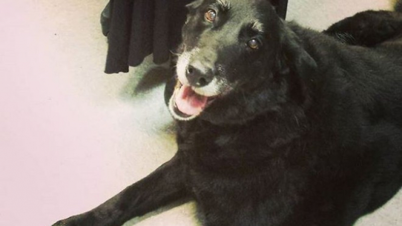 Изгубено куче се прибра след десет години при стопаните си! Няма да повярвате къде според тях е било