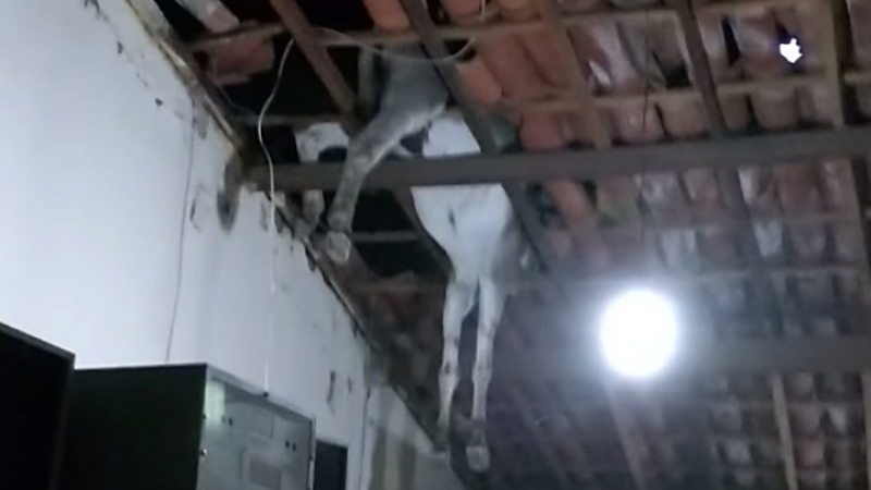 Уникална гледка: Заблудило се магаре падна от тавана на къща (ВИДЕО)