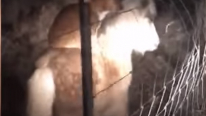 Куче бе заснето на ВИДЕО как язди едноокото пони на съседите