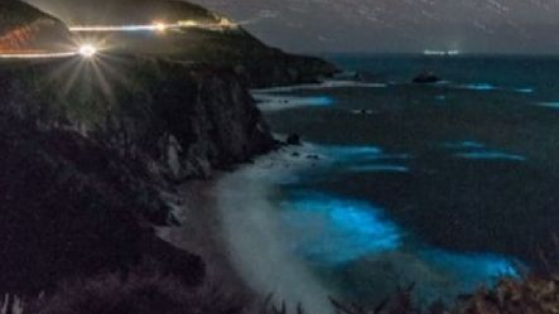 Неземна красота разцъфтя край бреговете на Калифорния (ВИДЕО)