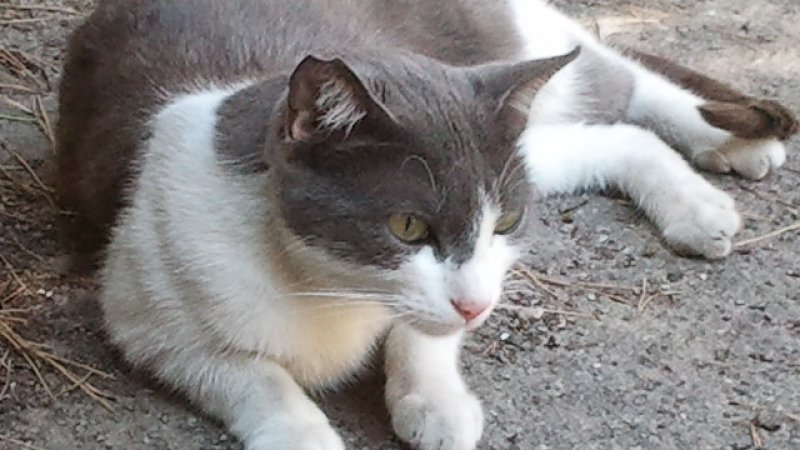 „Общинска” служителка краде котки в центъра на Пловдив