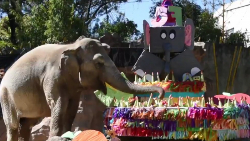 Смях! Ето как празнува рождения си ден една... слоница (ВИДЕО)