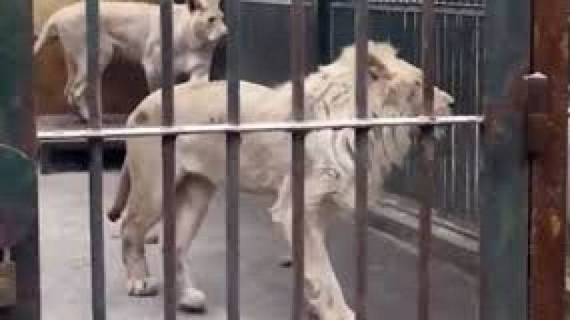Посетители на зоопарк изпаднаха в ужас от мършави лъвове, единият от които с изядена опашка (ВИДЕО)