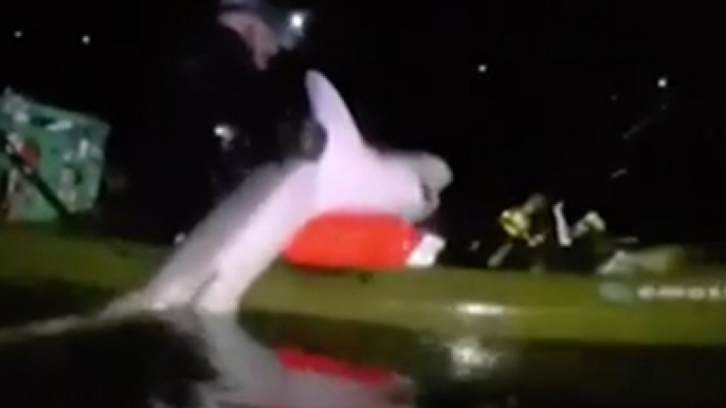 Наслука: Акула измъкна рибар от лодката му