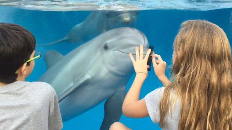 Вижте как момиче се научи да примамва делфините с гребен (ВИДЕО)