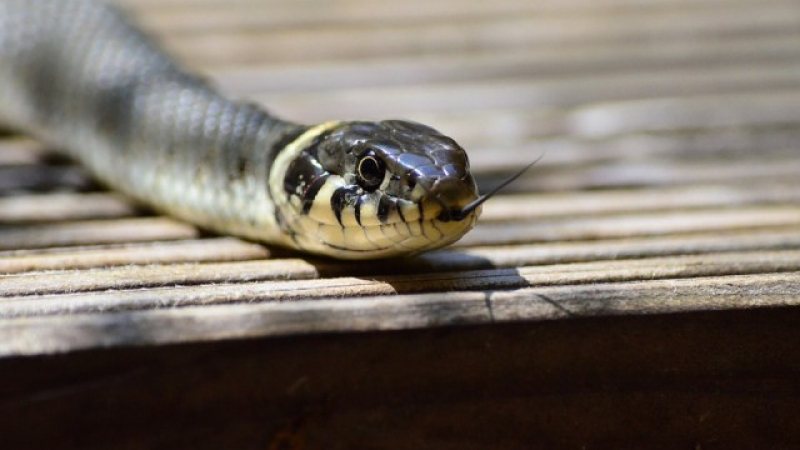 Една от най-отровните змии на планетата затвори улица в Мелбърн (СНИМКА)