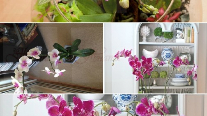Този необичаен начин за пресаждане на орхидеи ще ви изуми (СНИМКИ)