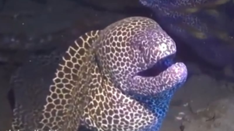 Гмуркач засне на ВИДЕО как го нападна огромна разярена моруна 