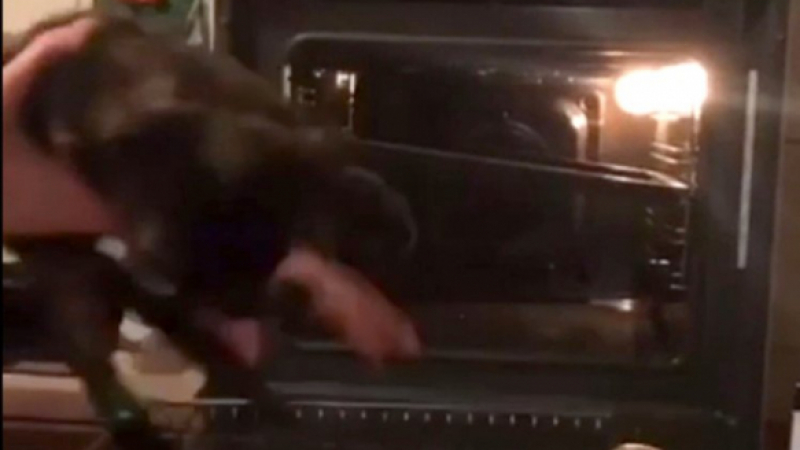 Ужасяващо! Ученик от ада напъха живо котенце в нажежена фурна (СНИМКИ/ВИДЕО)