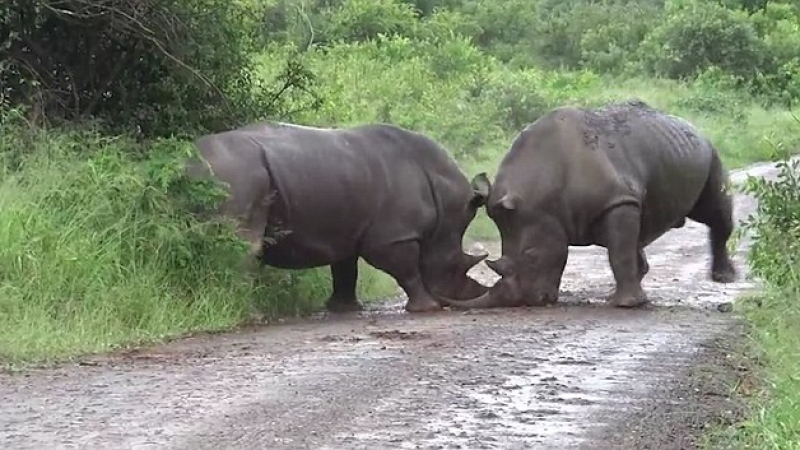 Заснеха на ВИДЕО жестоко сражение между носорози