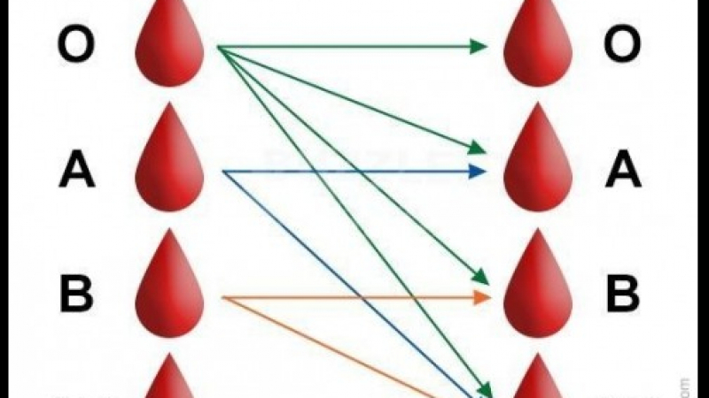 Какво казва за вас кръвната ви група?