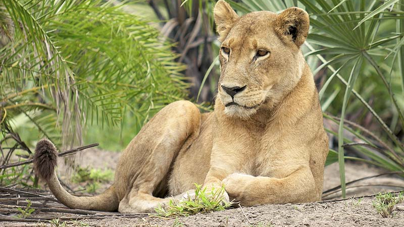 Див лъв разкъса 22-годишна жена на сафари