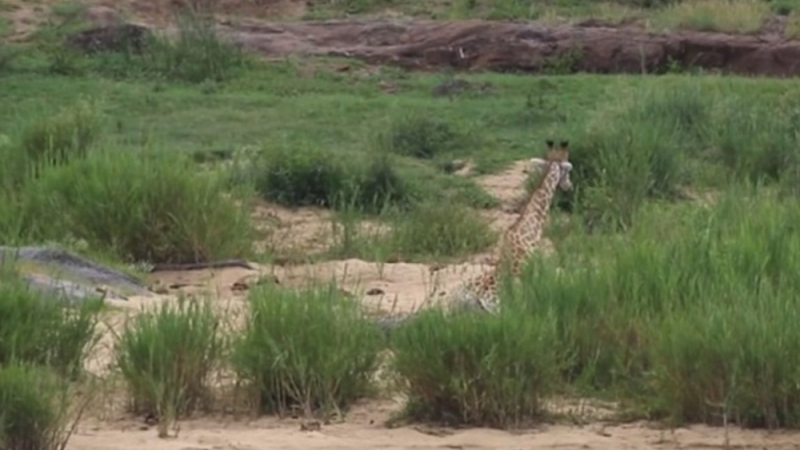 Жираф се спаси по чудо от изгладнял крокодил, но стана вечеря за лъвовете (СНИМКИ/ВИДЕО)