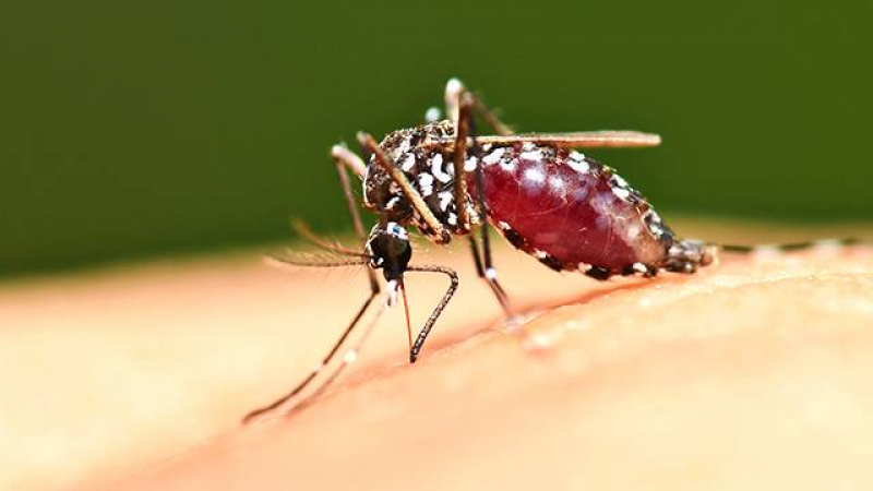 Учените обясниха защо комарите имат невероятна способност да оцеляват