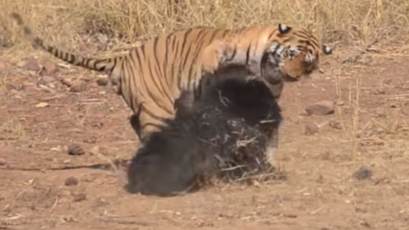 Рядко срещано: Вижте битката между мечка и тигър! (ВИДЕО)