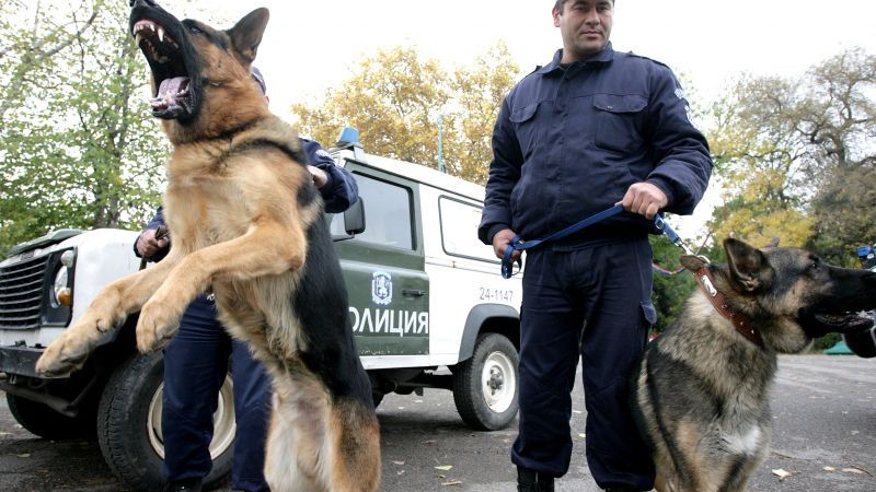 Див екшън в Бургаско! Полицаи със следово куче погнаха опасна банда 