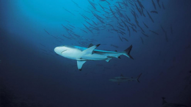 Учени заснеха загадъчните гренландски акули (ВИДЕО)