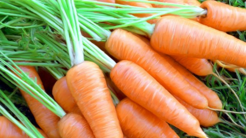 Листата на морковите - наш неподозиран приятел в борбата срещу тези болести