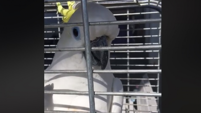 Този уникален папагал говори перфектен български и имитира съвършено стопанина си (ВИДЕО)