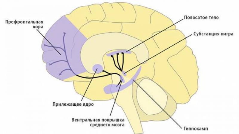 Учени сканираха любовта и я показа на СНИМКА 