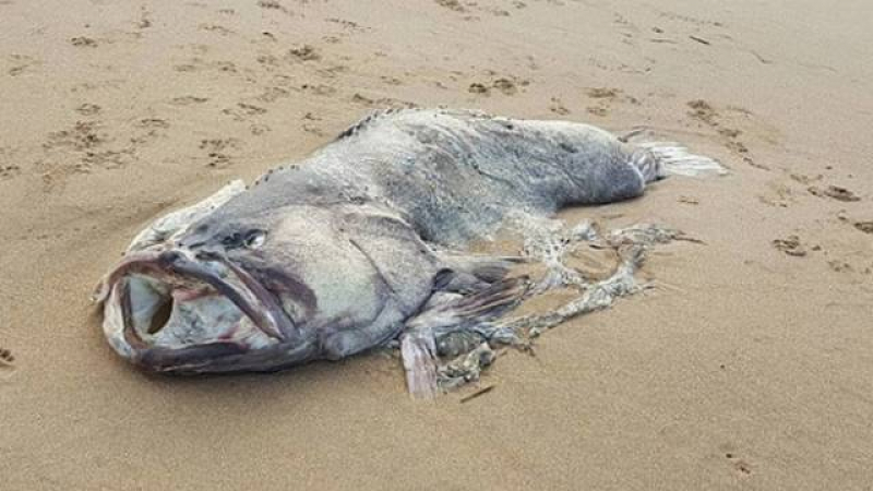 Труп на морско чудовище се появи на плаж в Австралия и изплаши туристите (СНИМКА) 