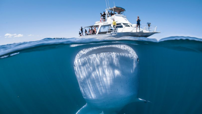 Страшно: Китова акула едва не глътна яхта с туристи (СНИМКИ)
