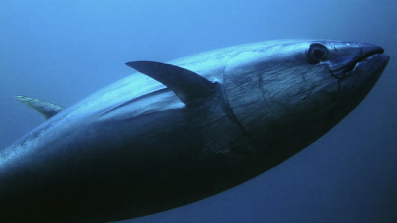 В Япония поставиха исторически рекорд с риба тон