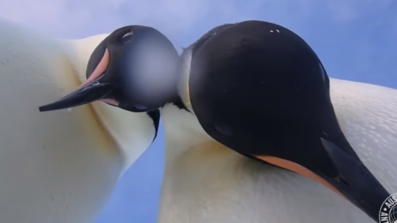 Пингвините не са това, което бяха: Крадат апаратура и си правят селфита (ВИДЕО)