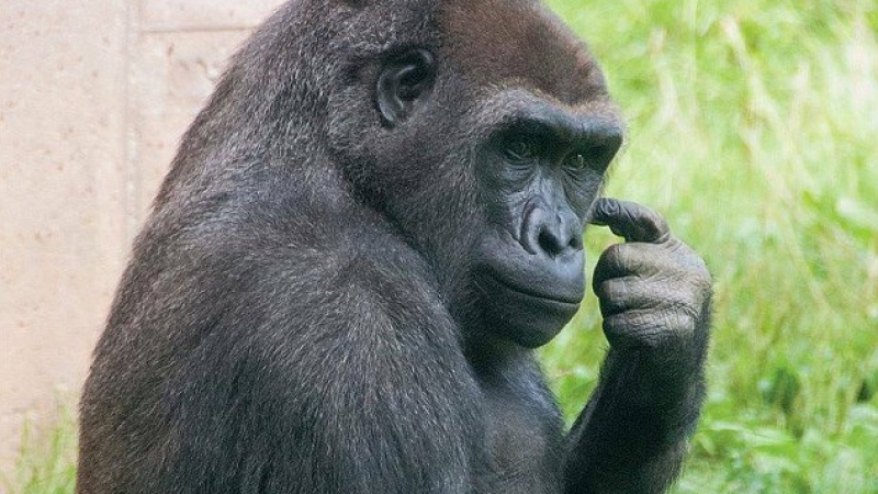 Тази горила изуми всички! Разхожда се като човек и няма да повярвате какво прави винаги преди да яде (ВИДЕО/СНИМКИ)