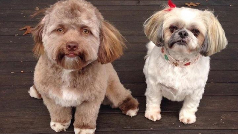 Запознайте се с Йоги — куче с човешко лице (ВИДЕО)