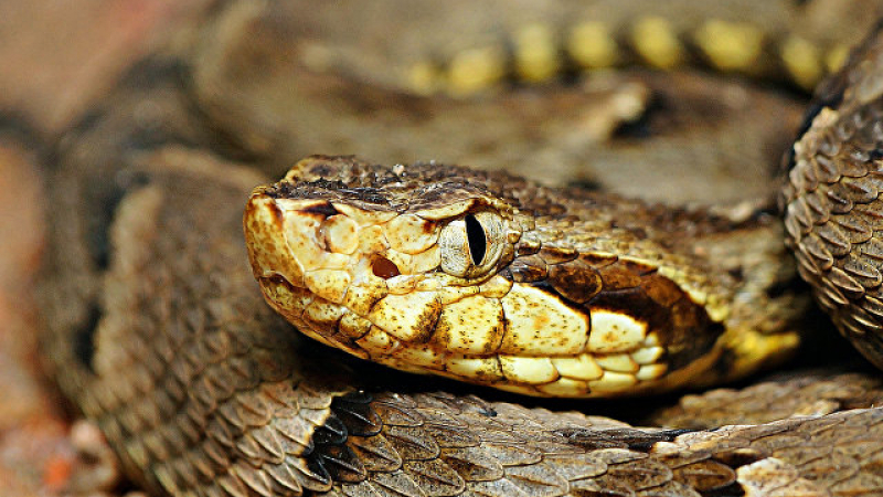 Уникално: Откриха двуглава змия (СНИМКА/ВИДЕО)